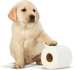 Scottex Toiletpapier - Kussenzacht Design Wc Papier - 84 Rollen -Schoonmaakartikelen Winkel 1200x1142 5