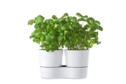 Mepal – Kruidenpot Twin - Wit – Automatische Bewatering – Altijd Verse Kruiden In De Keuken – Ook Geschikt Voor Planten -Schoonmaakartikelen Winkel 1200x799 13