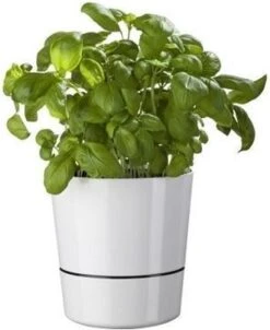 Mepal – Kruidenpot Large - Wit – Automatische Bewatering – Altijd Verse Kruiden In De Keuken – Ook Geschikt Voor Planten -Schoonmaakartikelen Winkel 981x1200 2